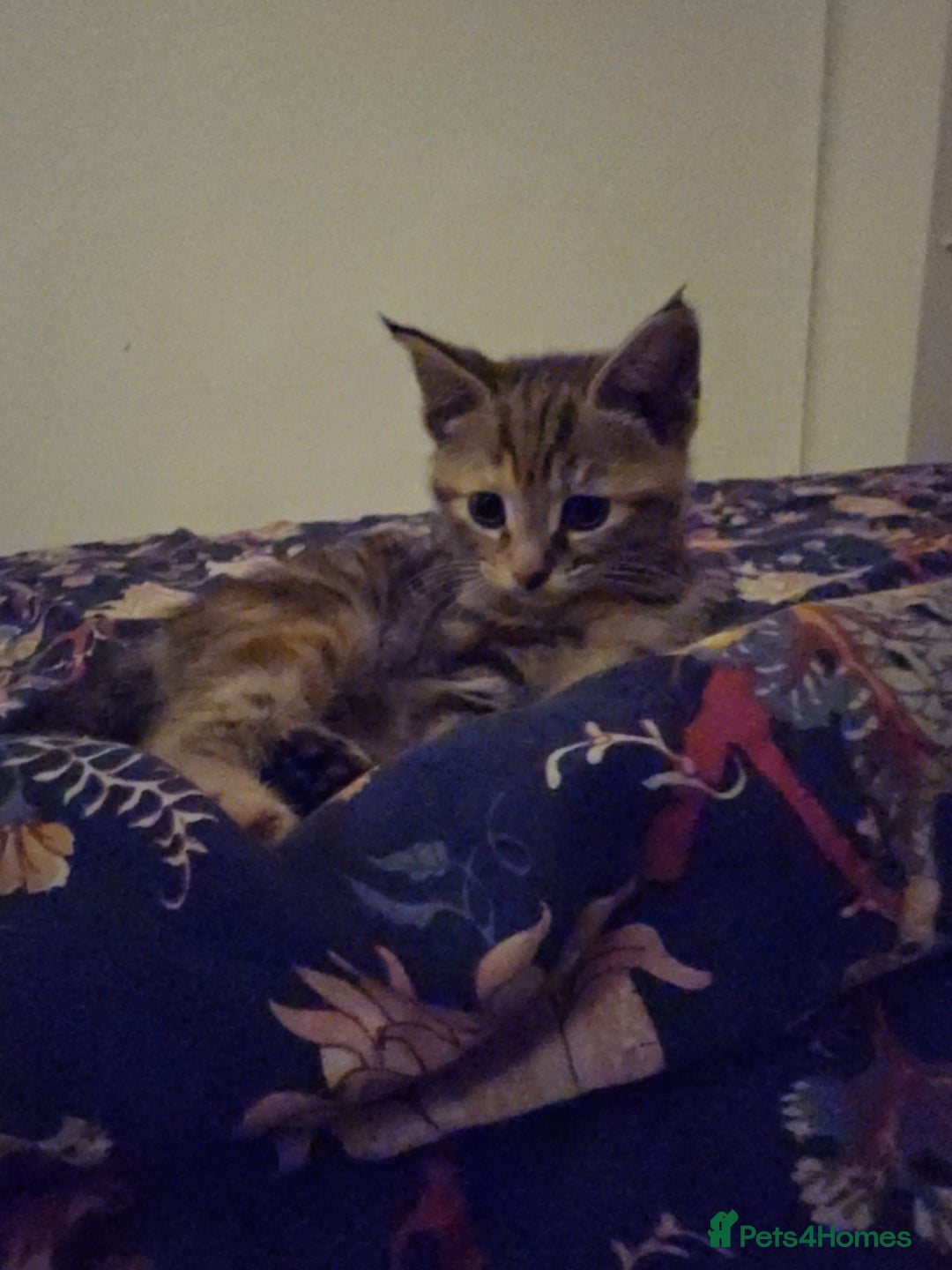 Mixed Breed cats for sale: Cute kittens ready for their new home - Advert 8