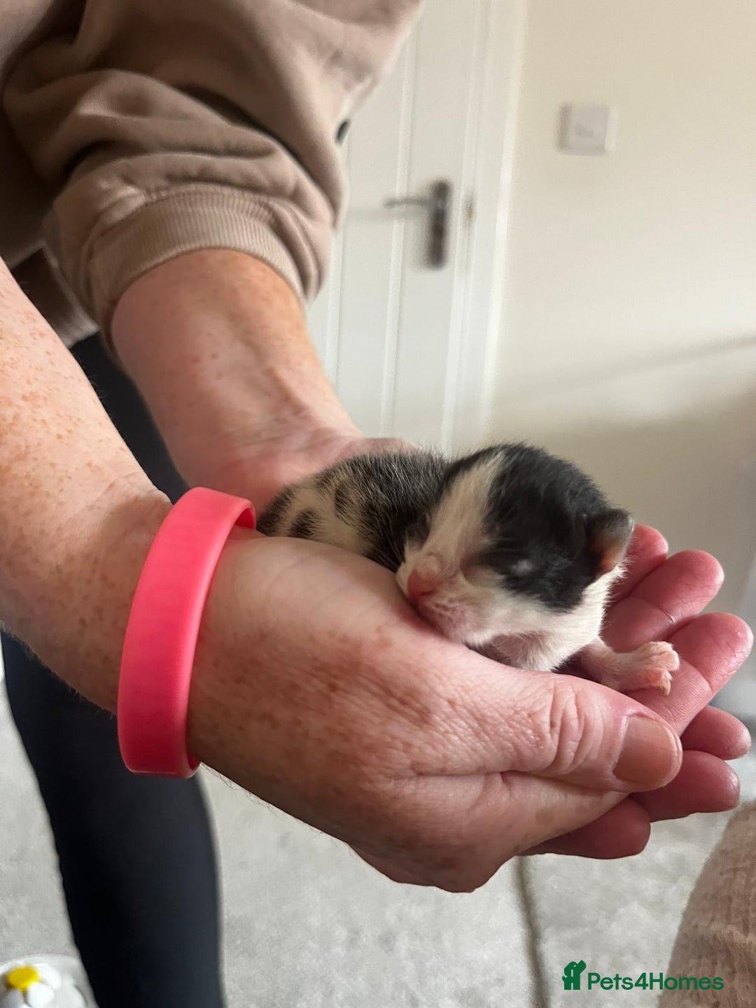 British Longhair cats for sale: 💕 Beautiful litter of BLH Kittens 💕 - Image 9