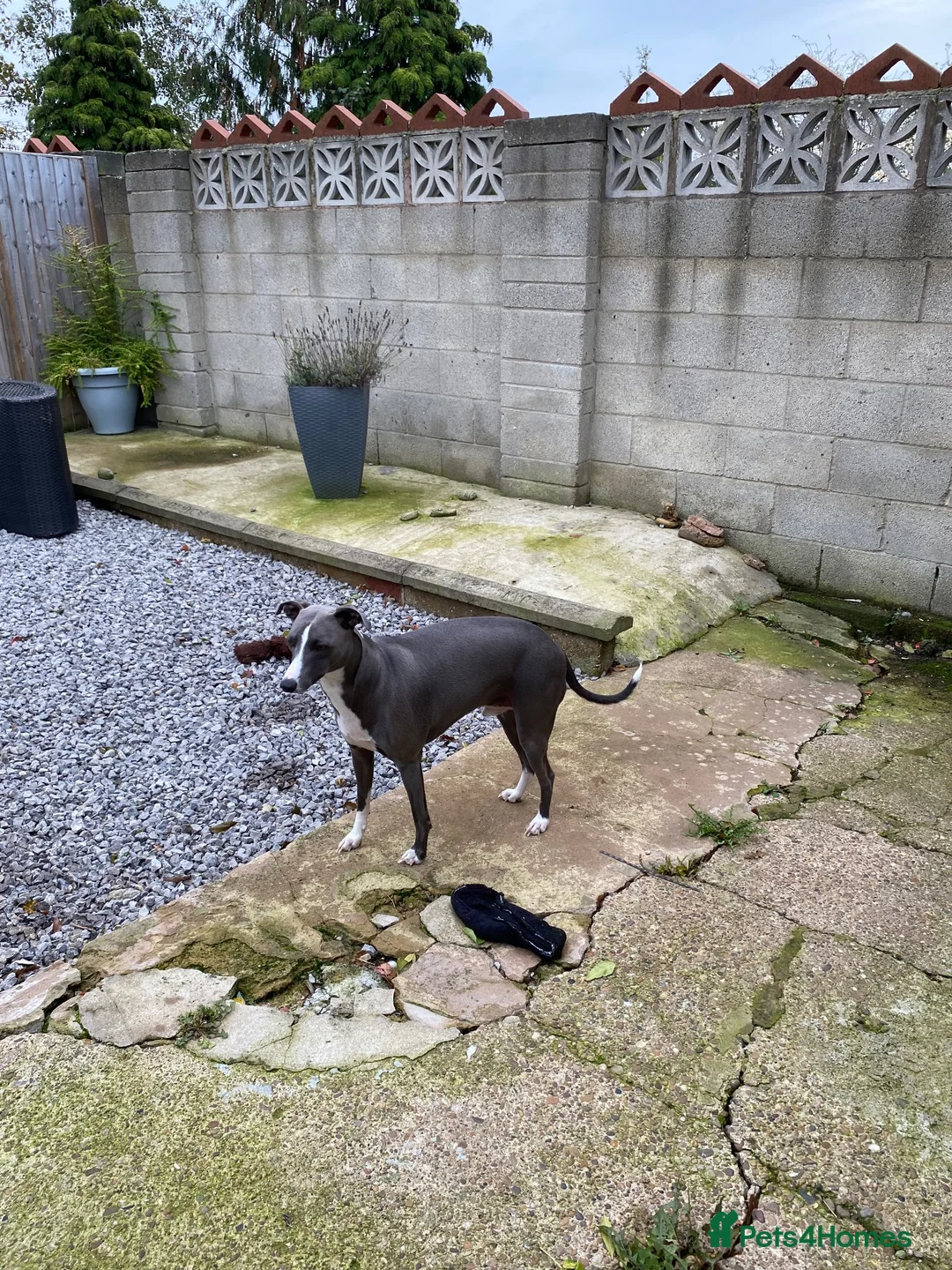 Mixed Breed dogs for sale: Whippet/Italian Greyhound 20 Months old in Rotherham - Advert 6