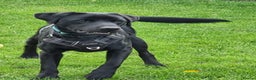 Labrador Retriever dogs for sale: 1 year old male Labrador Retriver - Advert 4