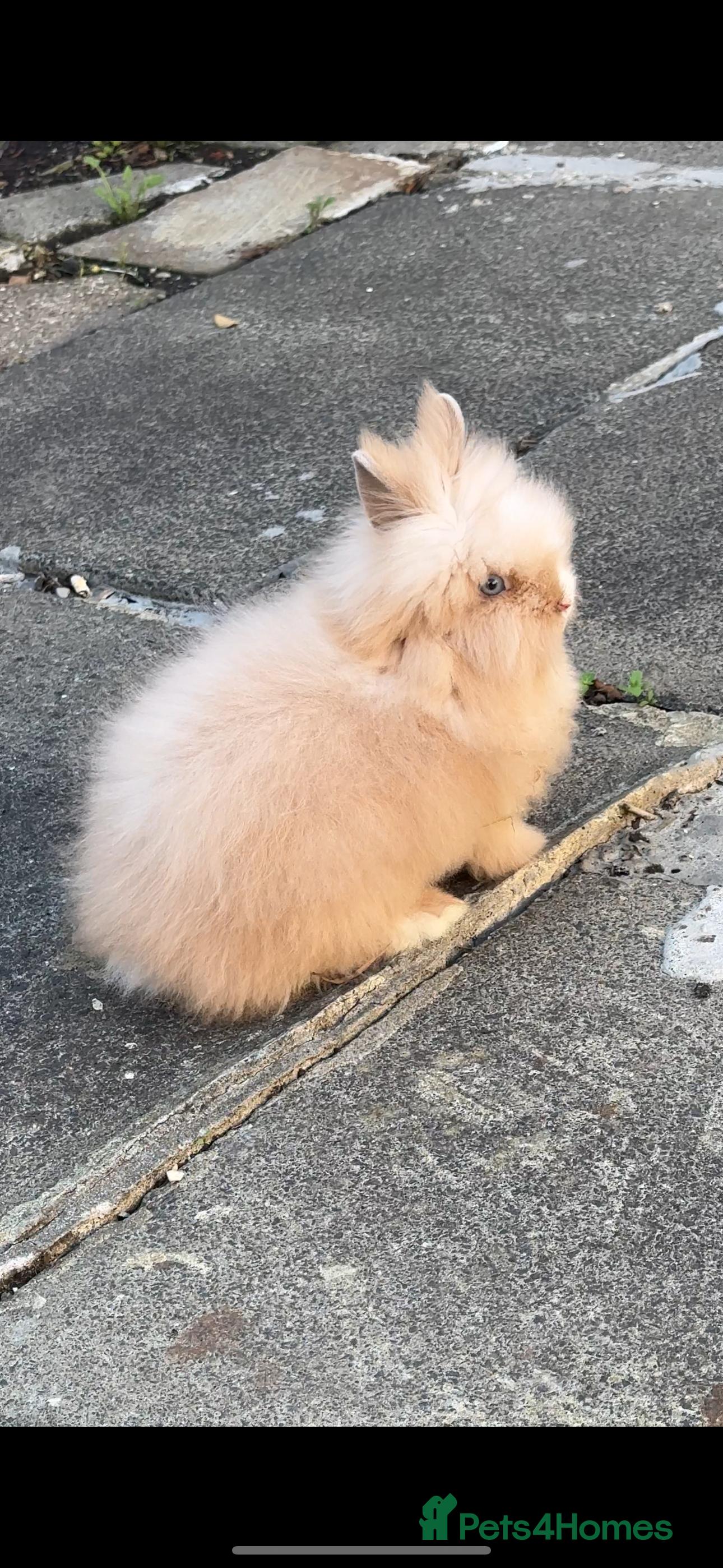 Lionhead rabbits Lionhead Rabbit Bunny  - Advert 5