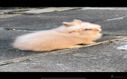 Lionhead rabbits for sale: Lionhead Rabbit Bunny  - Advert 1