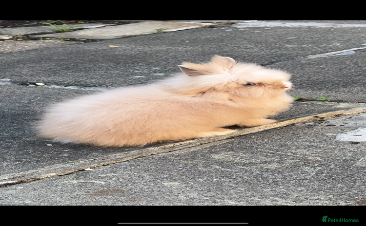 Lionhead rabbits Lionhead Rabbit Bunny  - Advert 1