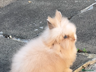 Lionhead rabbits Lionhead Rabbit Bunny - Advert 1