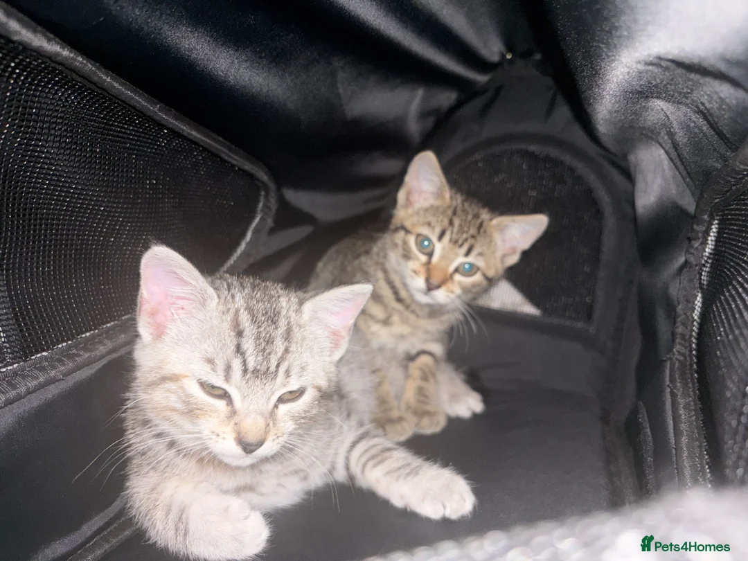 Mixed Breed cats for sale: 9 week old kitten for sale in Colchester - Advert 2