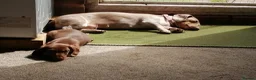 Miniature Dachshund dogs for sale: lovely playful puppy for sale  - Advert 2