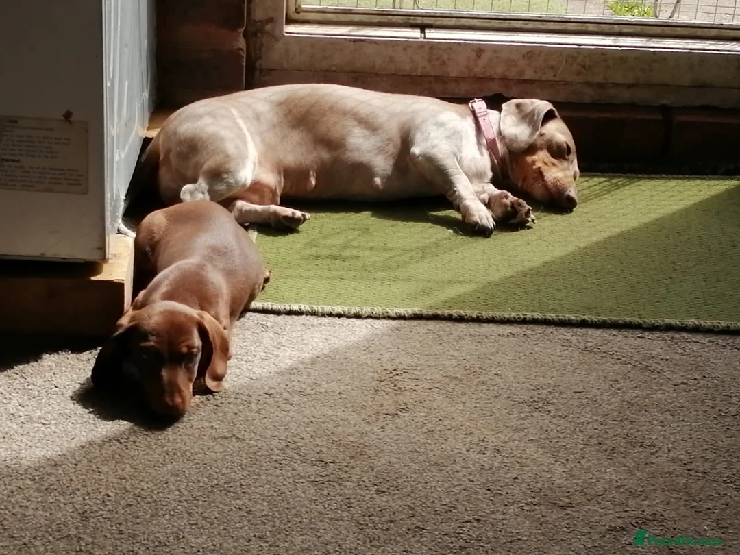 Miniature Dachshund dogs for sale: lovely playful puppy for sale  - Advert 2