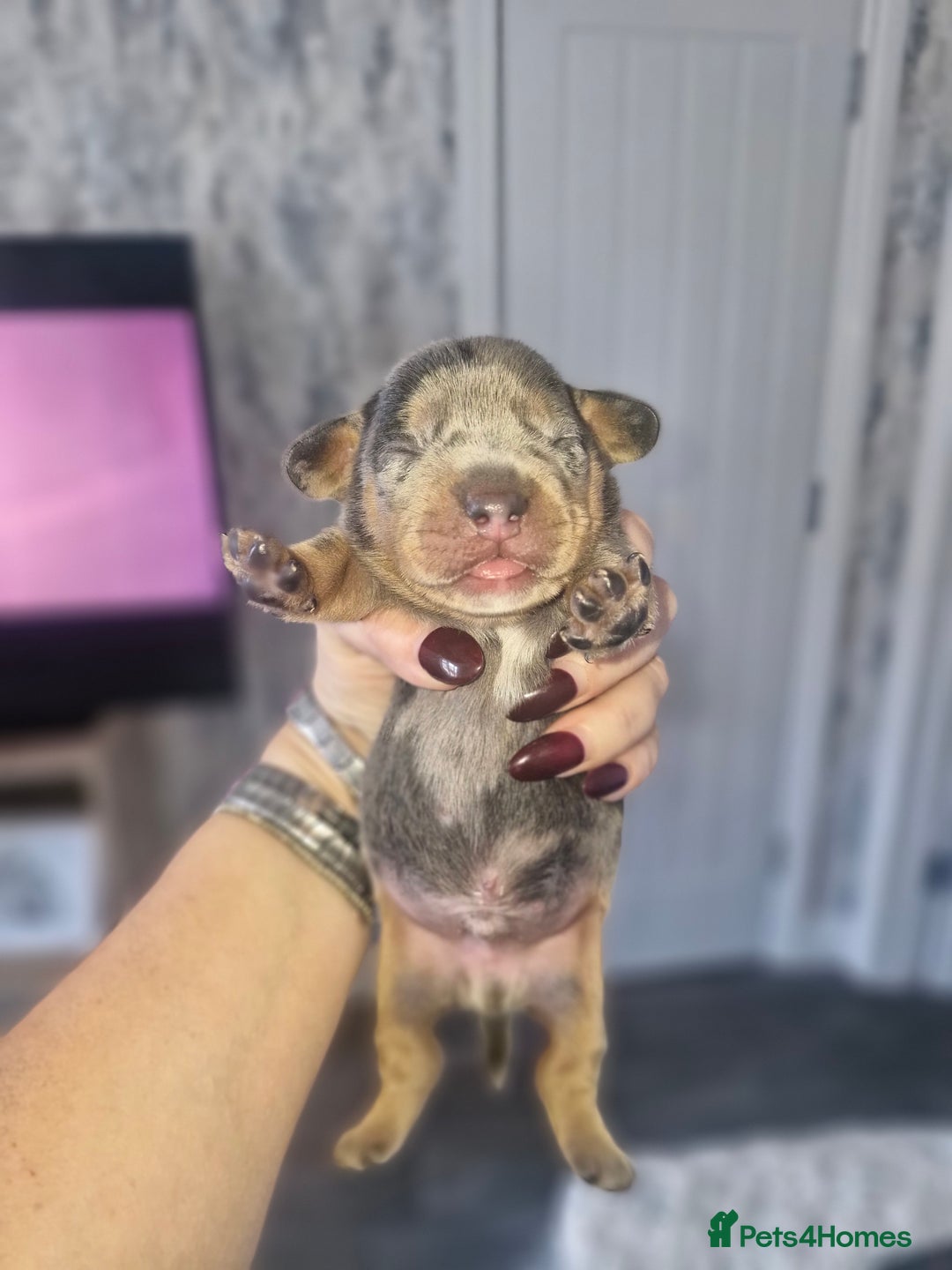 Mixed Breed dogs for sale: French Bull Wieners - Advert 11
