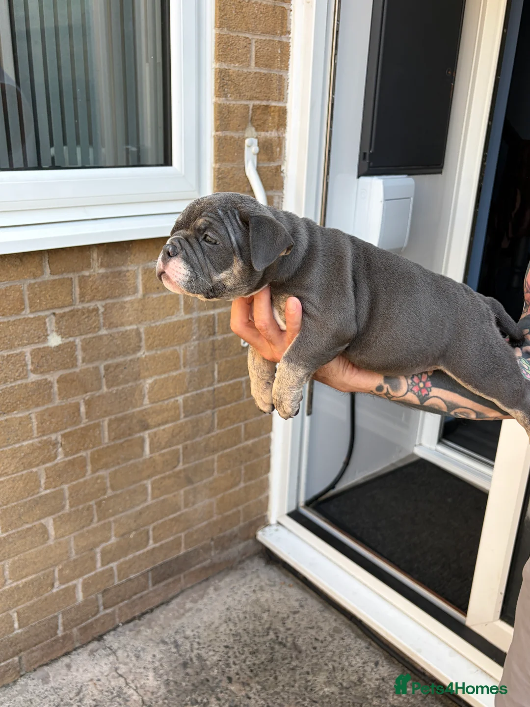American Bully dogs for sale: Blue tri female pocket bully - Advert 2