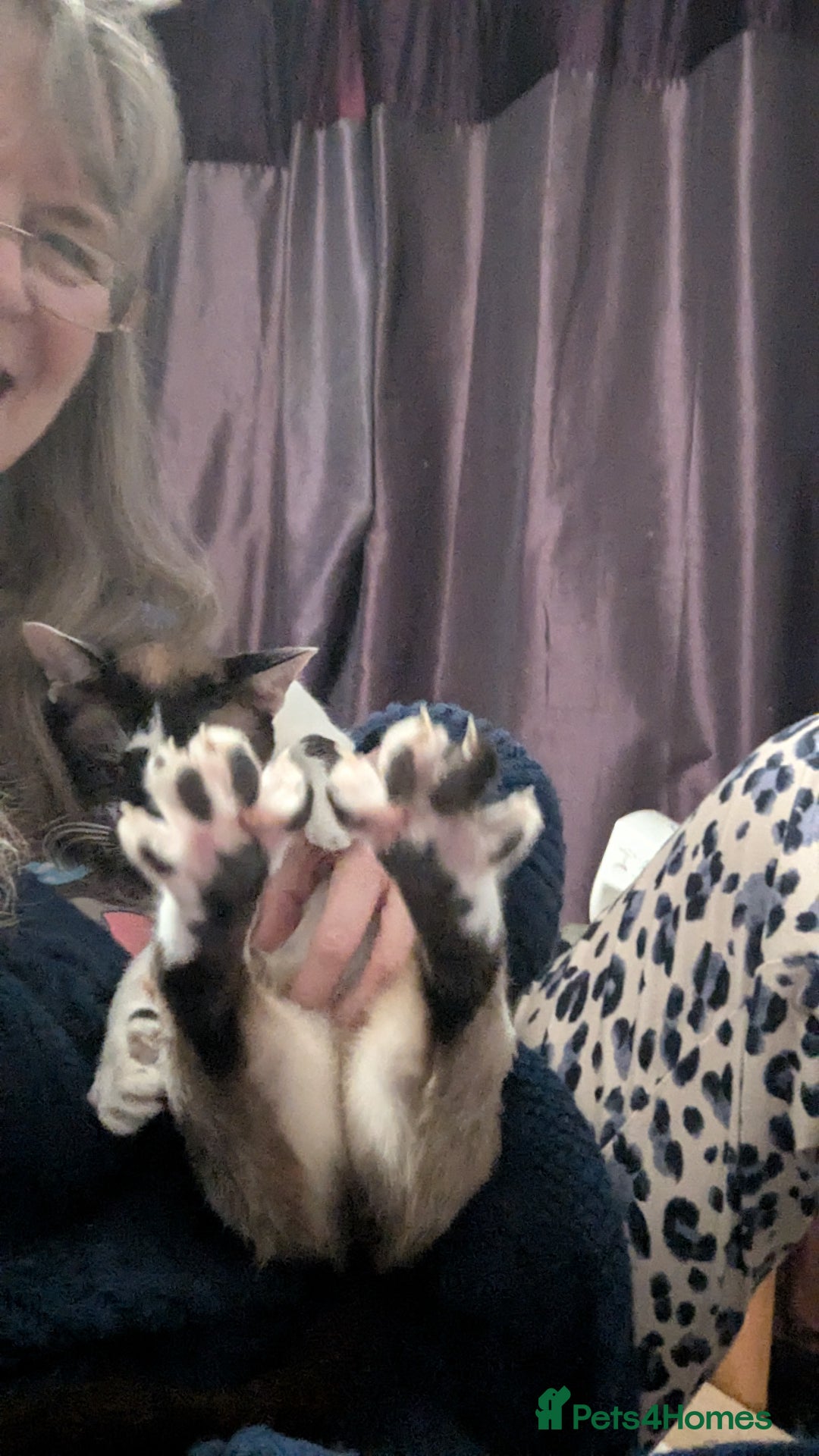 Oriental cats for sale: Blue Eyed Millie 3yr Old Oriental Shorthair Girl - Advert 23