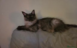 Maine Coon cats for sale: Maine coon - Image 1