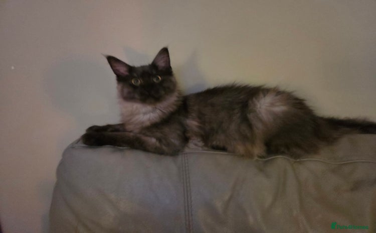 Maine Coon cats - Advert 1