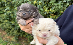 Pomeranian dogs for sale: BEAUTIFUL POMERANIAN BOYS 🧸 FACED PUPPIES!! - Image 5
