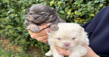 Pomeranian dogs - Advert 8