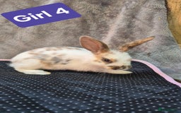 Mini Lop rabbits for sale: Mini plush lops  - Image 2