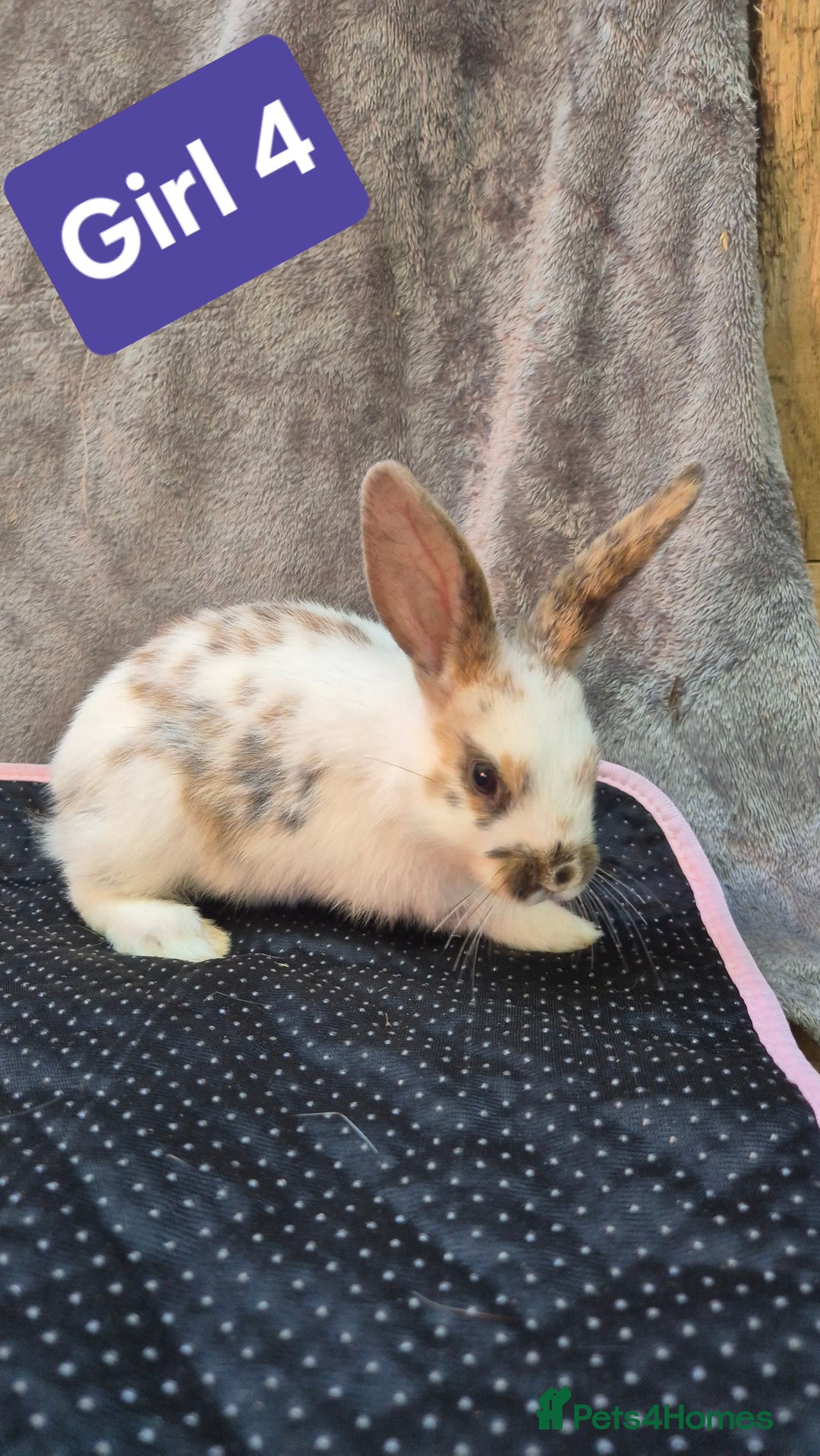 Mini Lop rabbits for sale: Mini plush lops  - Image 2