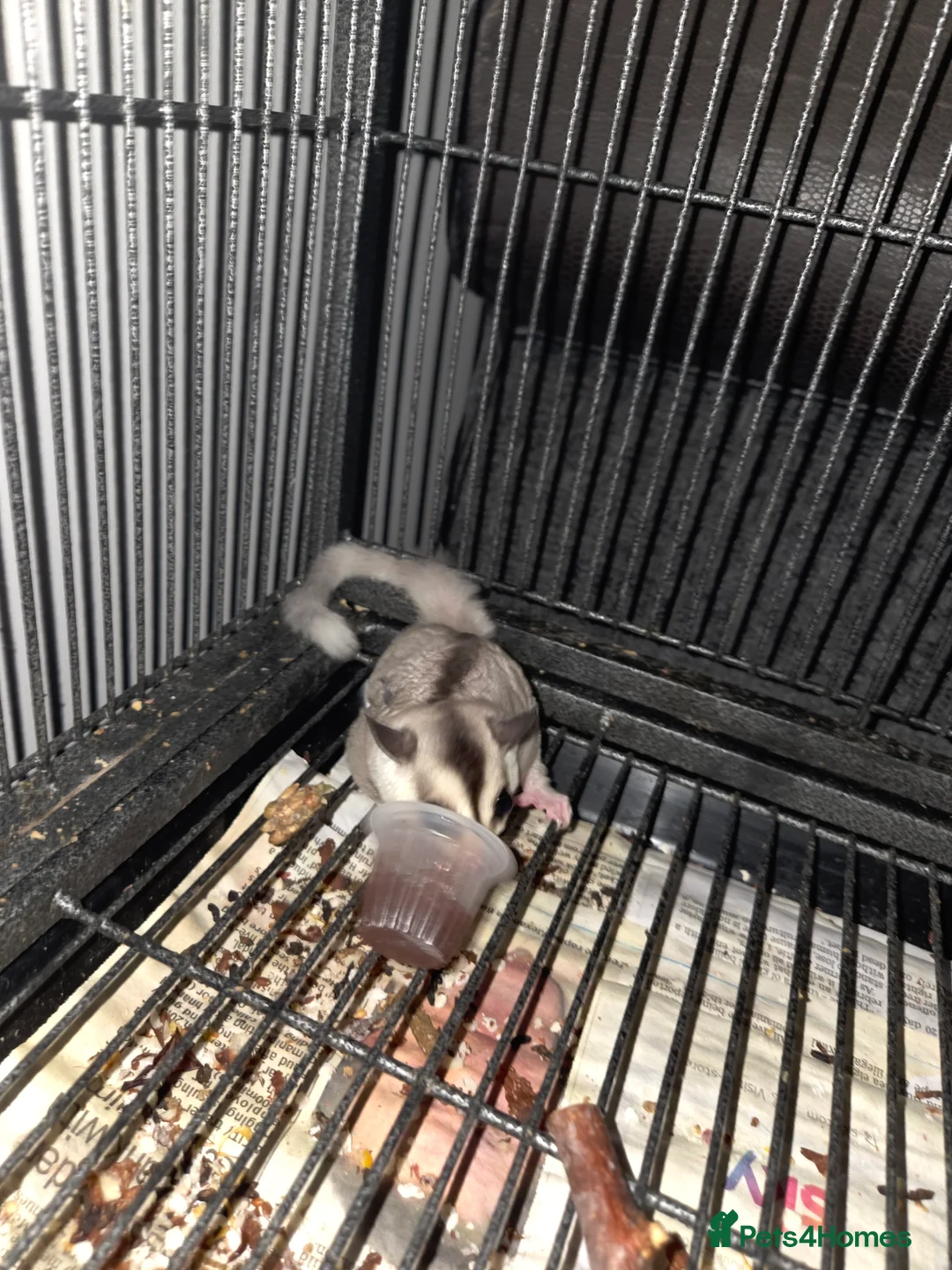 Sugar Glider rodents for sale: Sugar Gliders - Advert 13