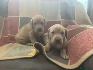 Labrador Retriever dogs Beautiful Labrador puppies - Advert 5