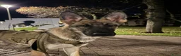 Belgian Shepherd Dog dogs for sale: Selling my beautiful jax  in Redditch - Advert 4
