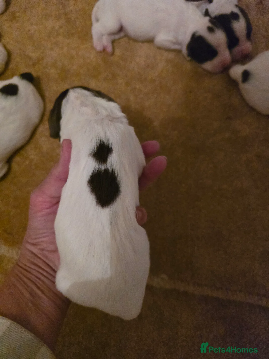 English Springer Spaniel dogs for sale:  Health tested Springer Spaniel puppies - Advert 17