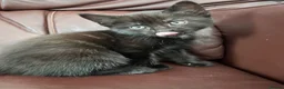 Mixed Breed cats for sale: 4 beautiful kittens  - Advert 3