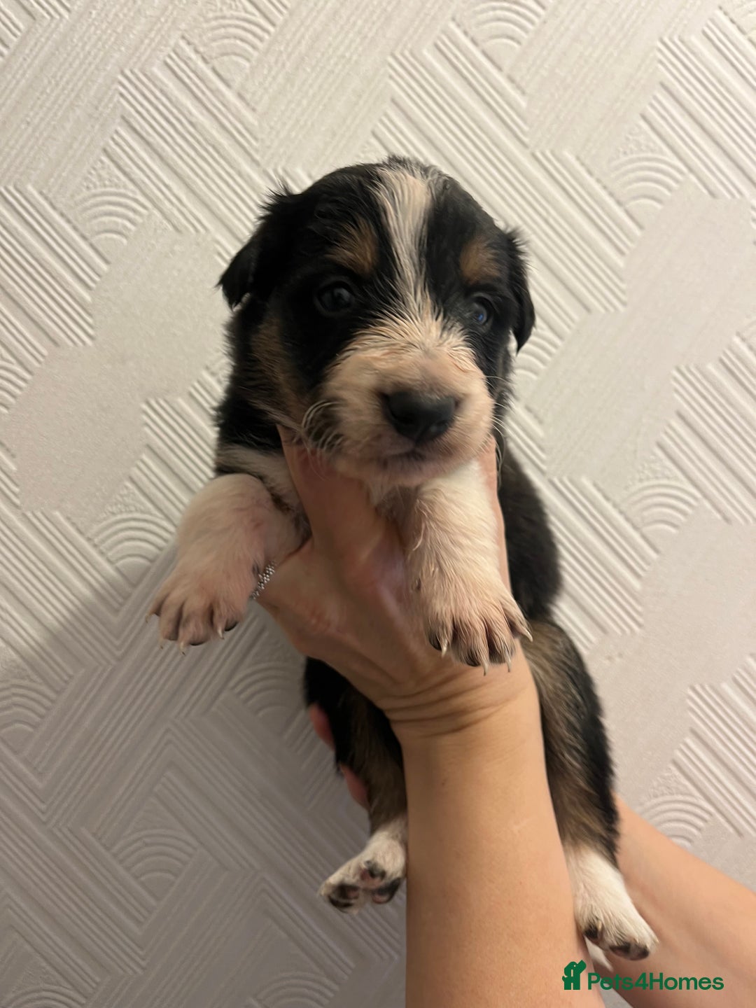 Border Collie dogs for sale: Pure Bred Border Collie Puppies - Advert 4