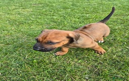 Rhodesian Ridgeback dogs for sale: Rhodesian ridgeback puppies - Image 4