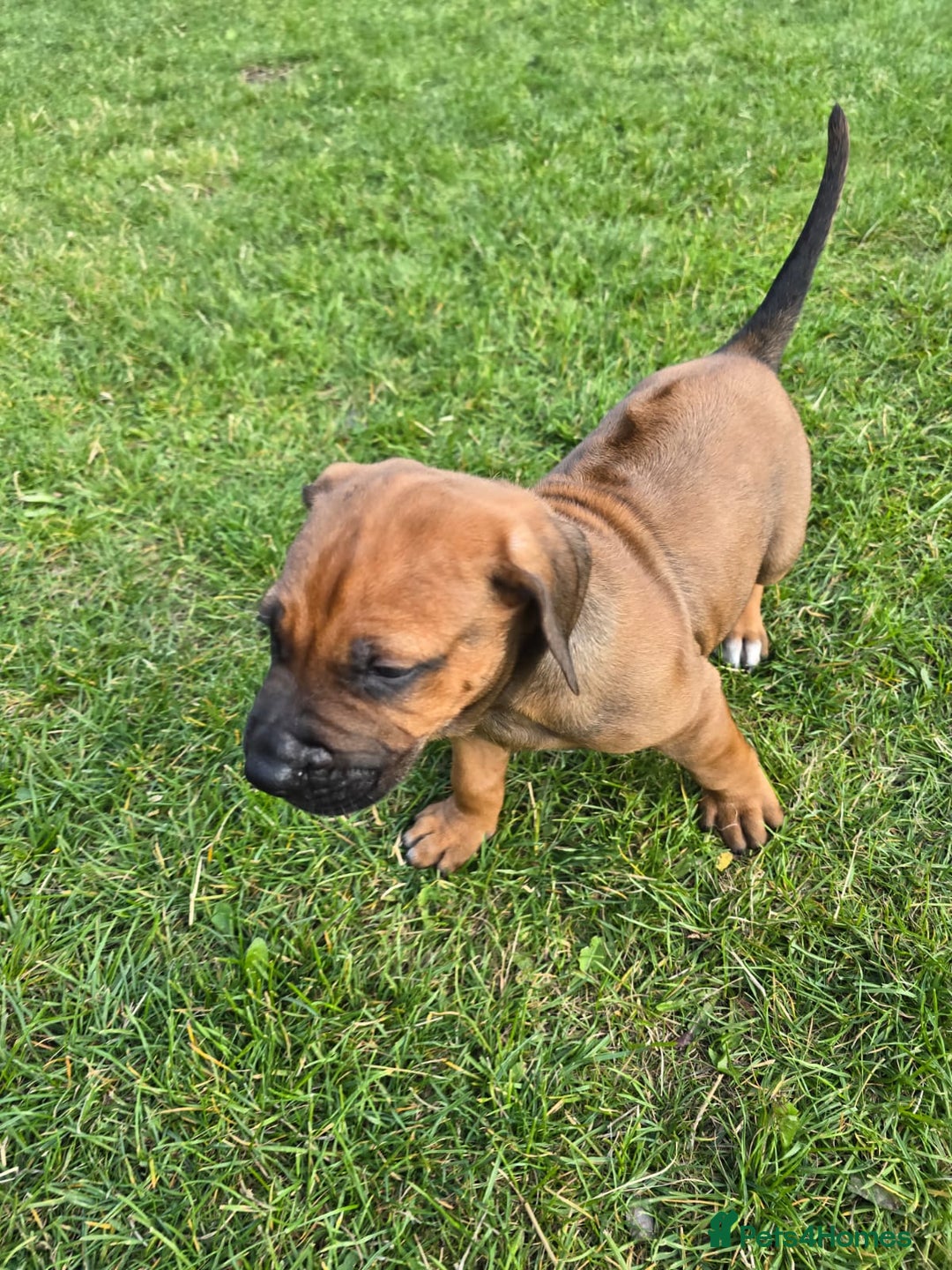 Rhodesian Ridgeback dogs for sale: Rhodesian ridgeback puppies - Image 4