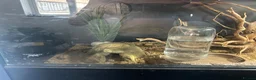 Leopard Gecko reptiles for sale: Leopard gecko healthy  in Waterlooville - Advert 5