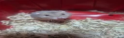 Hamster rodents for sale: Russian dwarf babies - Advert 4