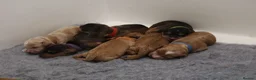 Cockapoo dogs for sale: F1 COCKAPOOS 5* LICENSED BREEDER - Advert 2