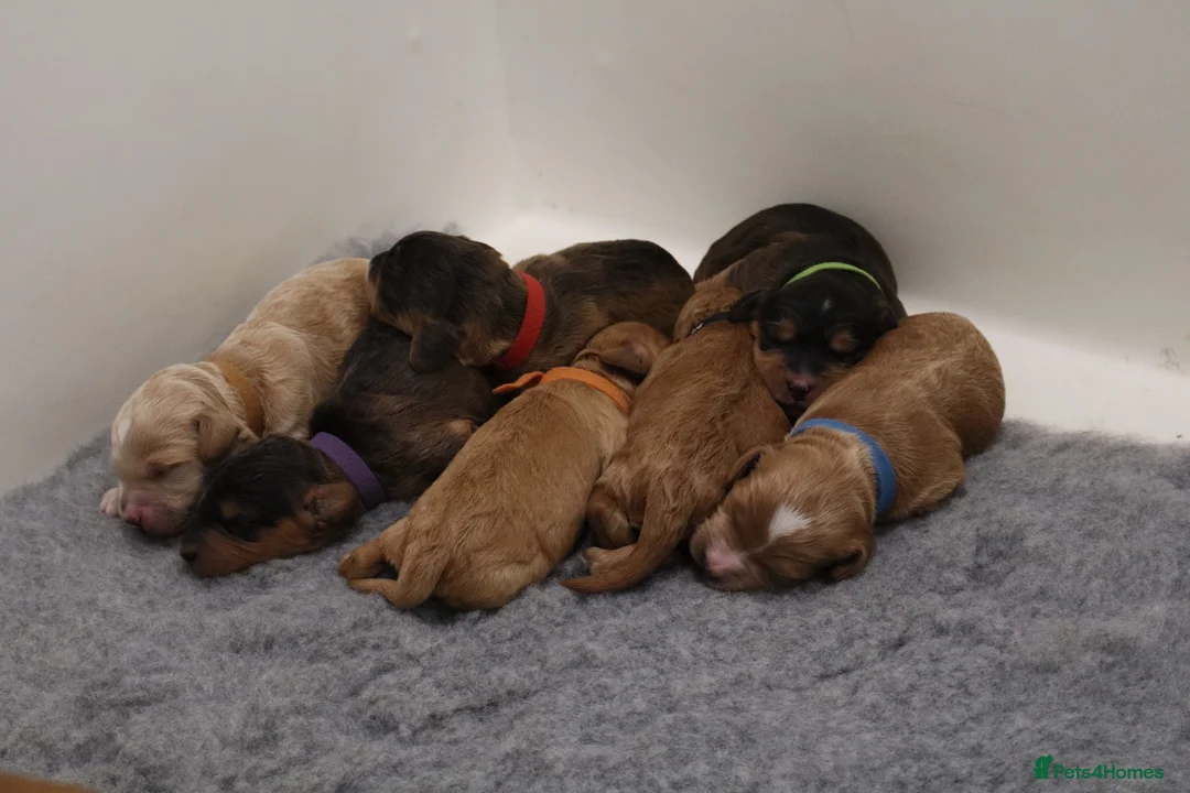 Cockapoo dogs for sale: F1 COCKAPOOS 5* LICENSED BREEDER - Advert 2