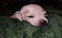 Miniature Dachshund dogs for sale: Exceptional minature cream dachshunds - Image 7