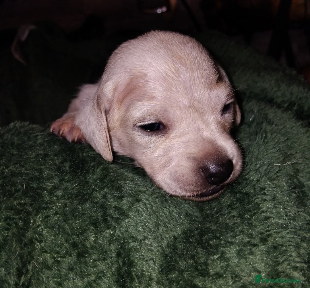 Miniature Dachshund dogs for sale: Exceptional minature cream dachshunds - Image 7