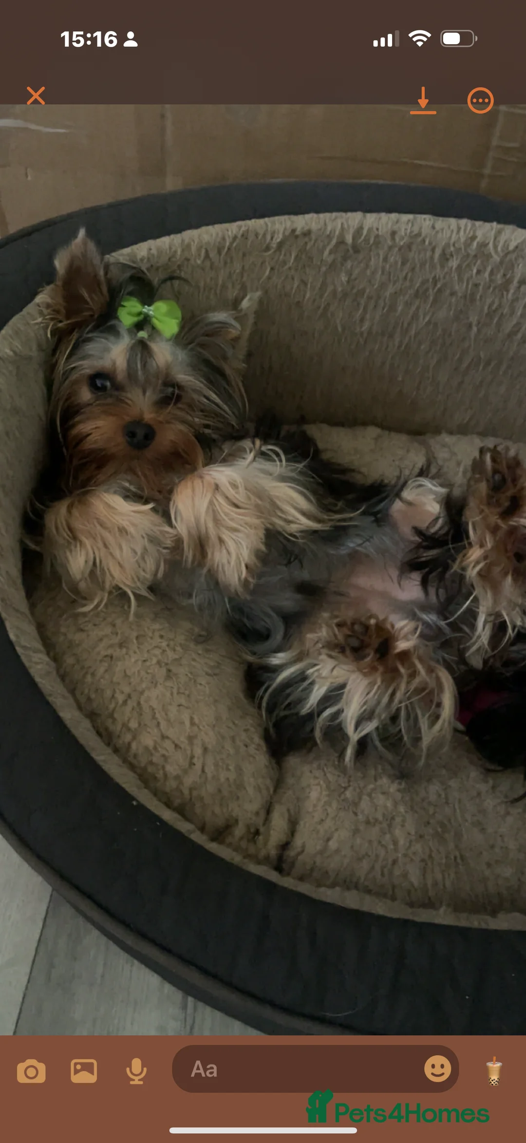 Yorkshire Terrier dogs for sale: Yorkshire terrier  - Advert 7