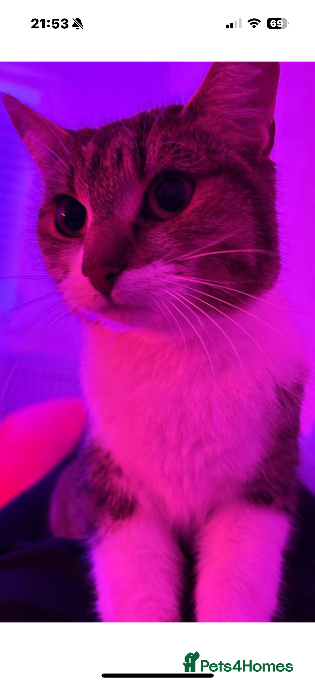 Mixed Breed cats for sale: Rescue cats- adults 🧡 - Advert 12