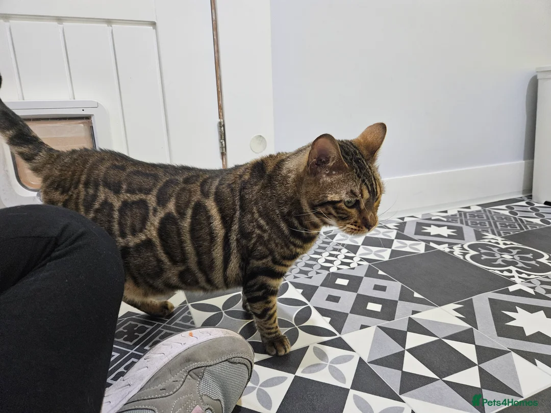 Bengal cats for sale: Gccf Bengal Retired Queen - Advert 7