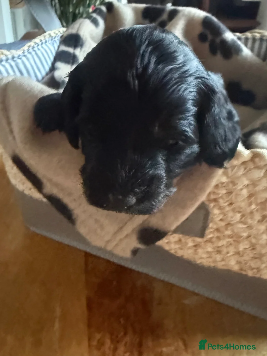 Cockapoo dogs for sale: F1B Cockapoo puppies… **Now Available to View** - Advert 1