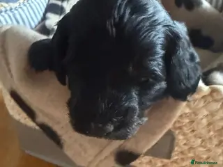 Cockapoo dogs F1B Cockapoo puppies… **Now Available to View** - Advert 11