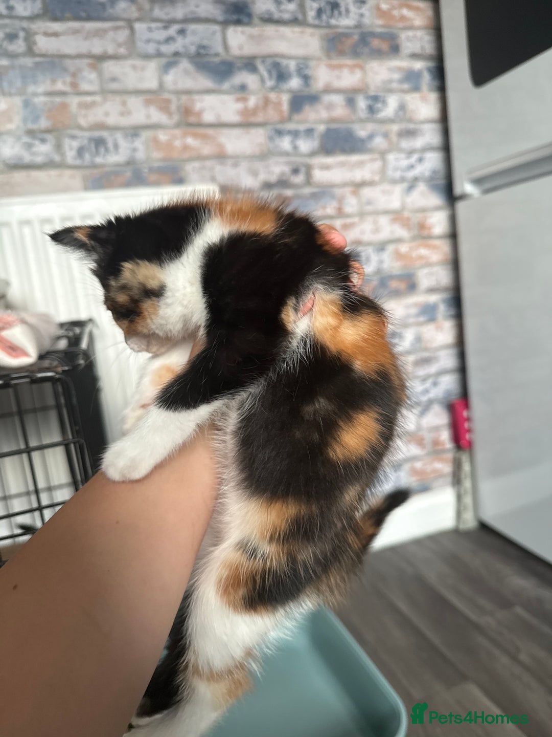 British Shorthair cats for sale: 4 Kittens for sale - Image 31