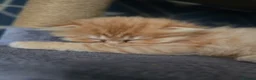 Scottish Fold cats for sale: Scottish fold litter due early September - Advert 5