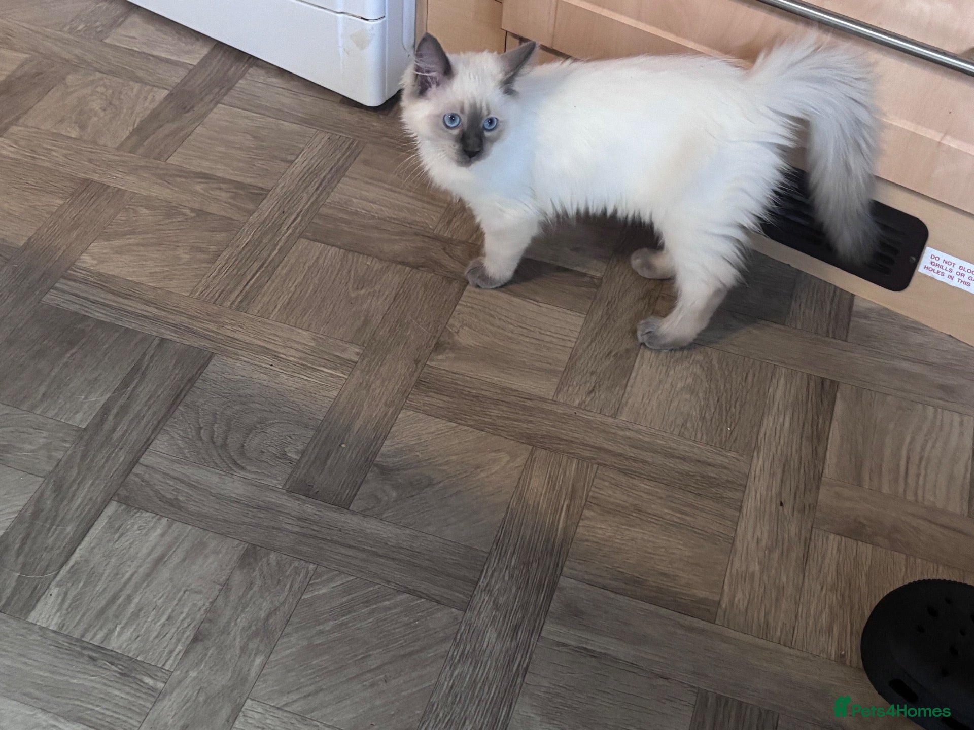 Ragdoll cats Beautiful Ragdols - Advert 1