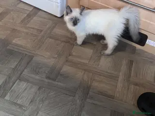 Ragdoll cats Beautiful Ragdols - Advert 1