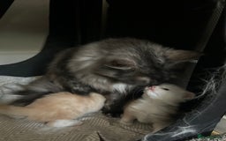 Maine Coon cats for sale: 🐾 Proven TICA  Maine Coon Queen – Black Smoke 🐾 - Image 27