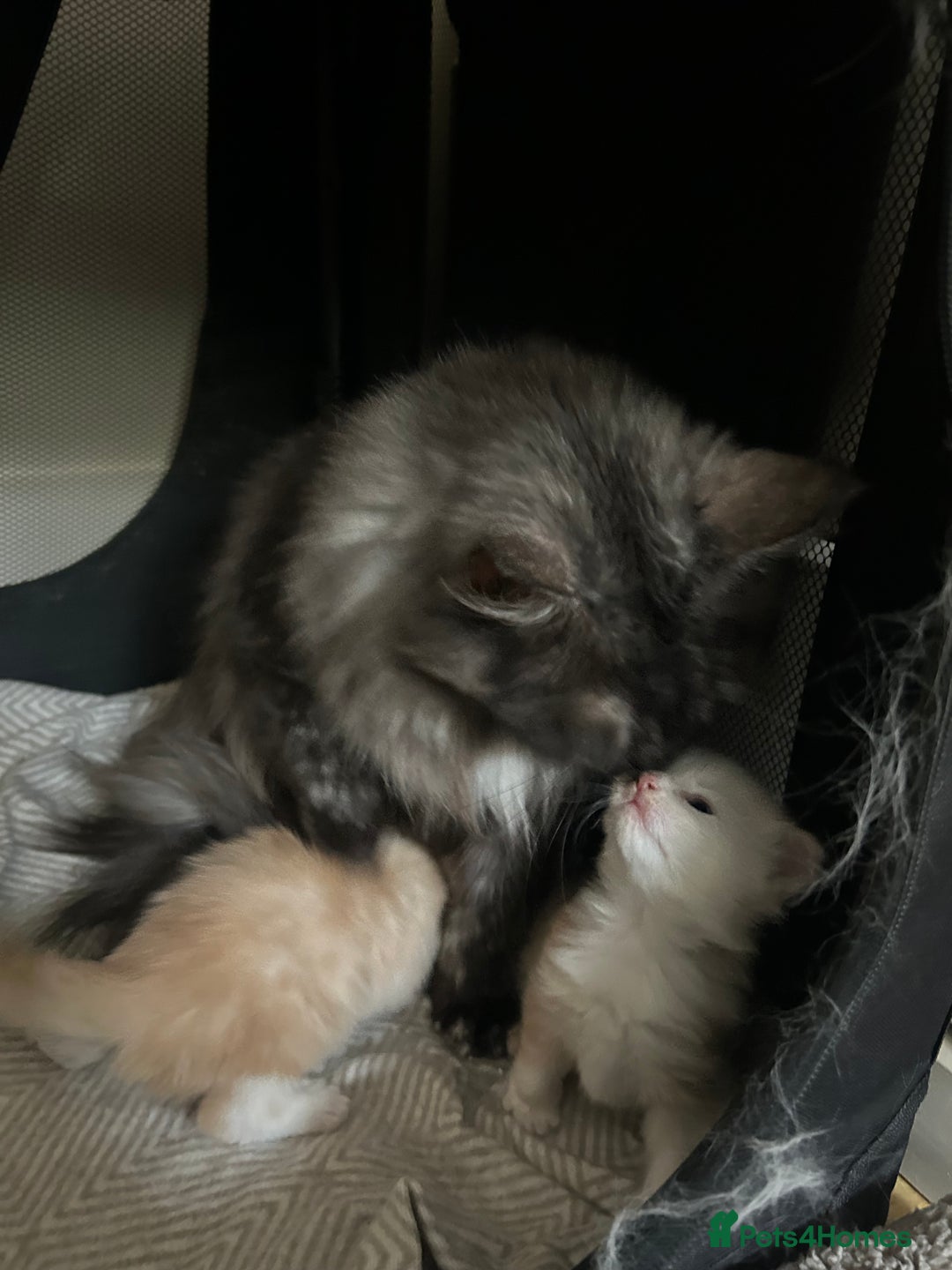 Maine Coon cats for sale: 🐾 Proven TICA  Maine Coon Queen – Black Smoke 🐾 - Image 27