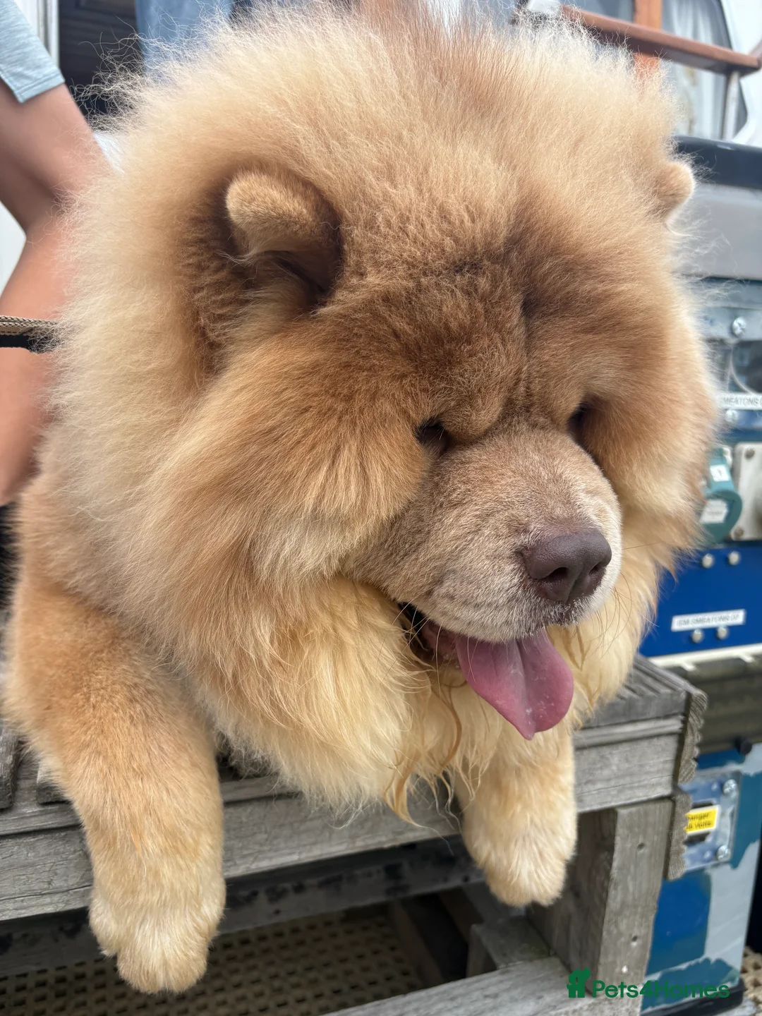 Chow Chow dogs for sale: Male lilac kc registered chow  - Advert 2