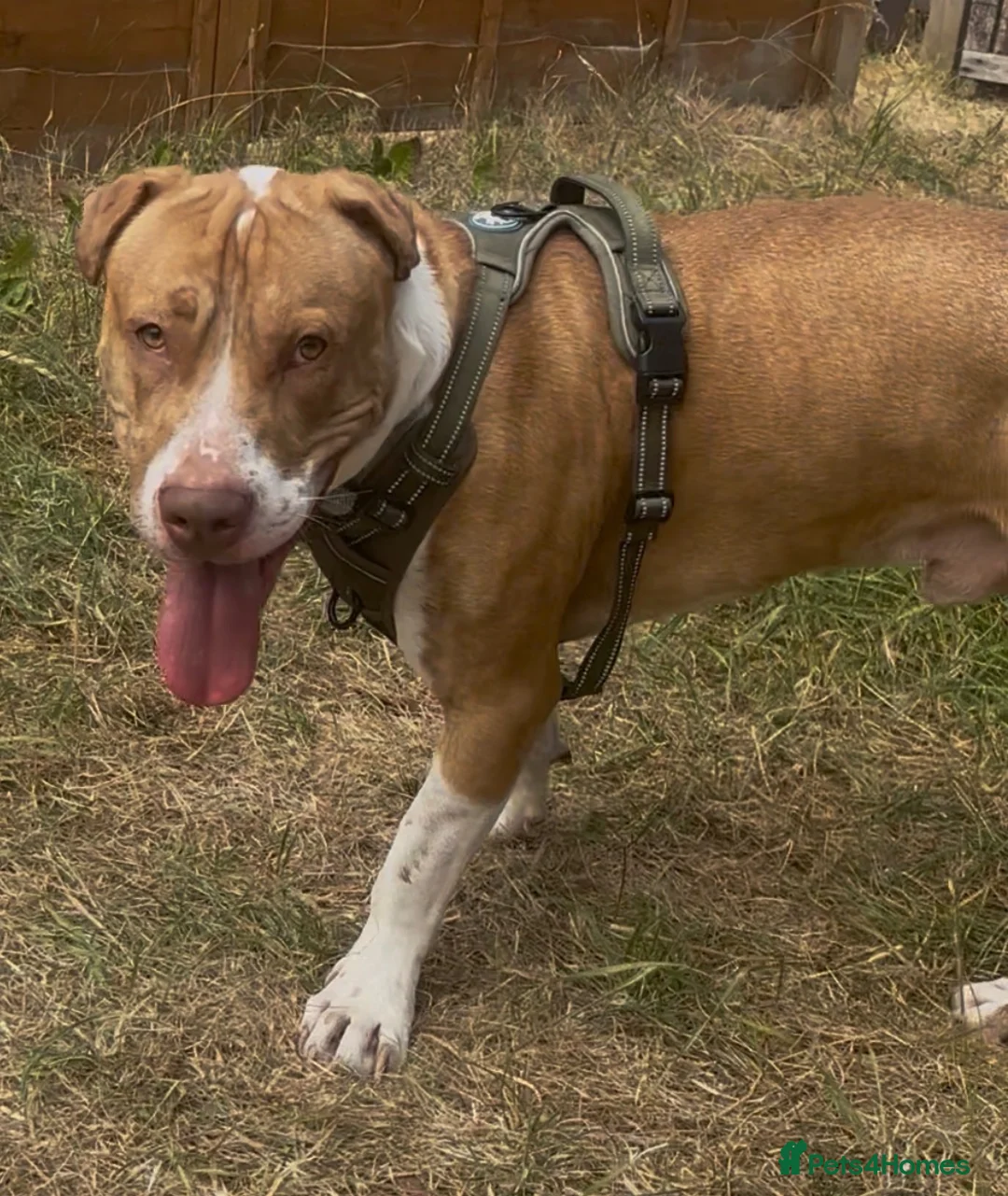 American Bull Staffy dogs for sale: American bull staffy - Advert 1