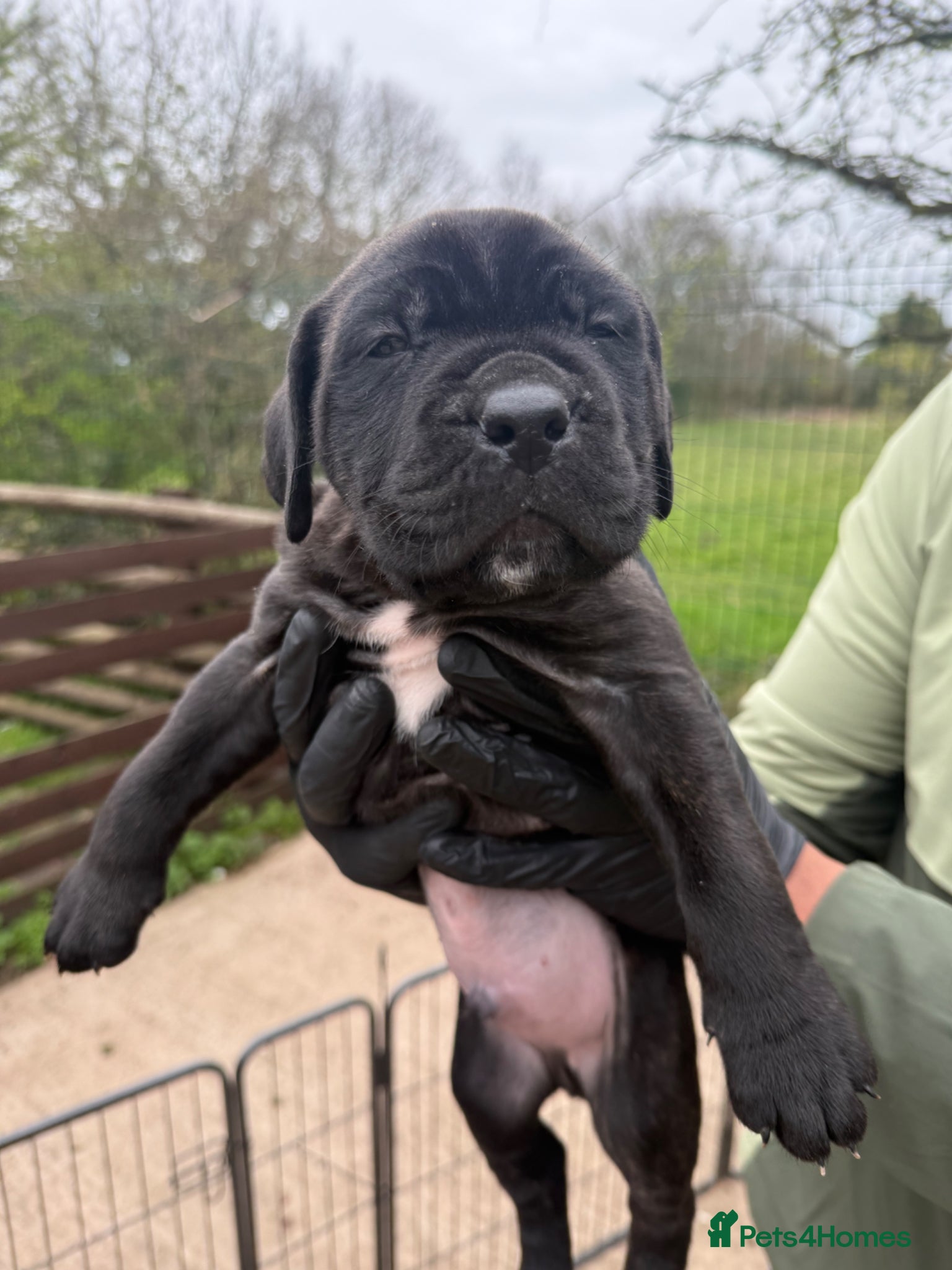 Mixed Breed dogs Cane corso cross puppies 3 males left - Advert 1