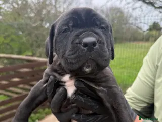 Mixed Breed dogs for adoption: Cane corso cross puppies 3 males left - Advert 2