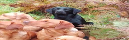 Labrador Retriever dogs for sale: Kc reg fox red Labradors  - Advert 23
